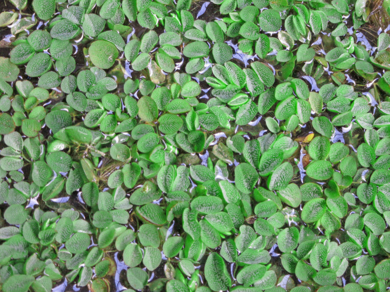 Preview: Schwimmfarn-Salvinia-natans